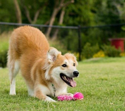 Projeto Verão: Yticon terá circuito para cães