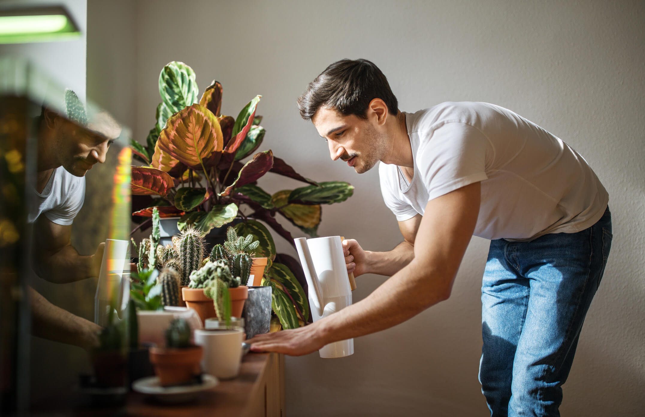 Veja as 5 melhores plantas para apartamento aqui!