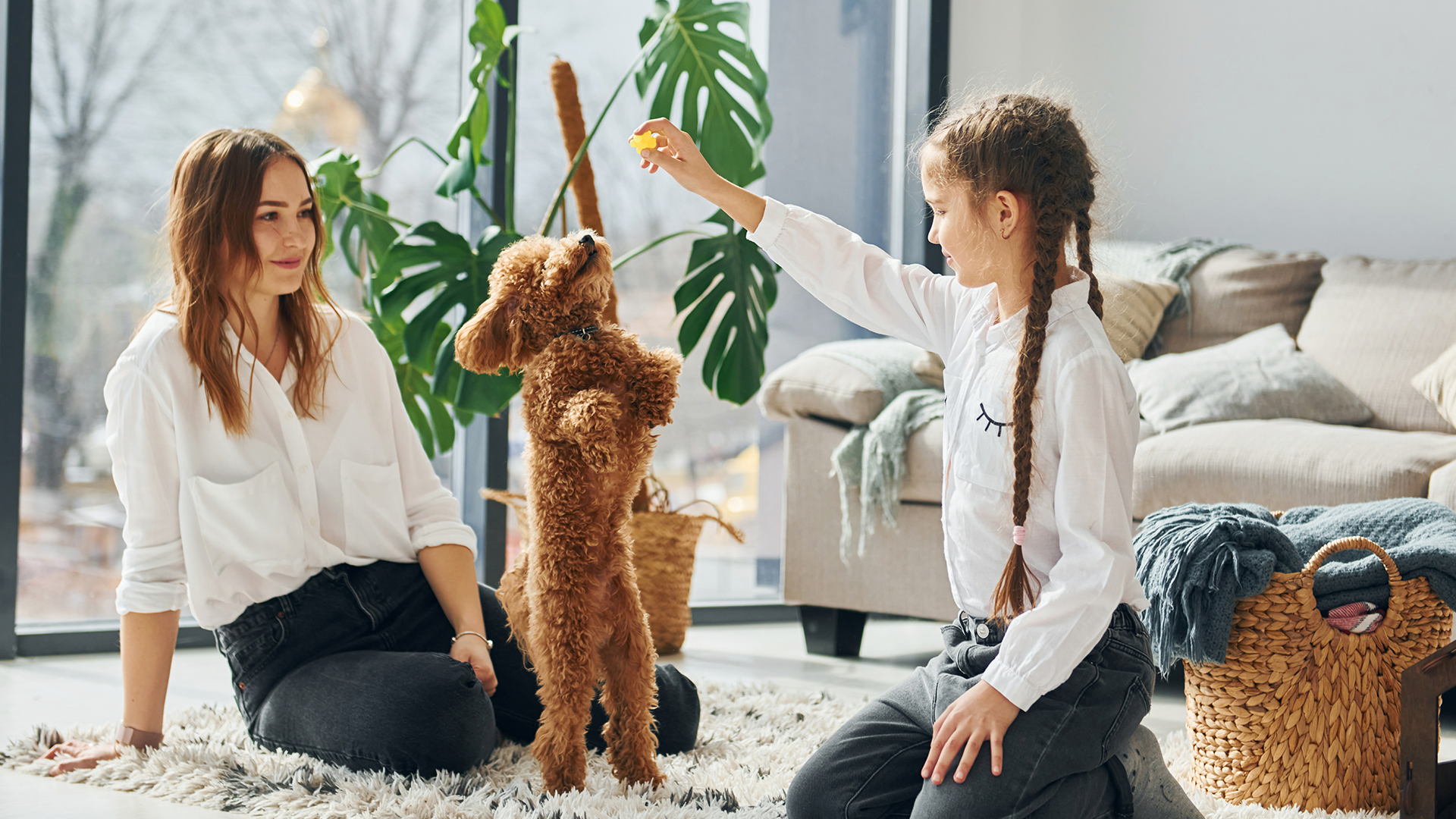 Pet Place: um paraíso para o seu cachorro! Saiba como criar um pet em apartamento