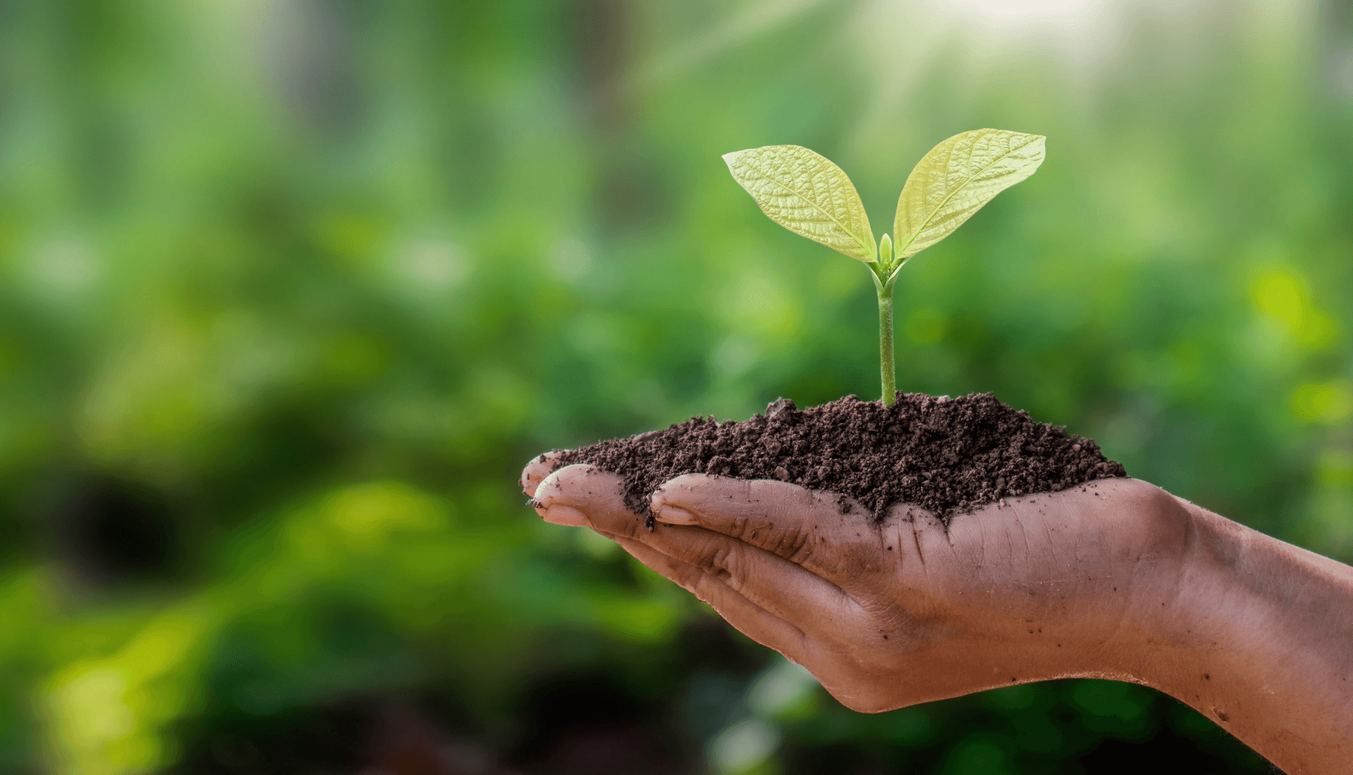 Meio ambiente: veja como a consciência ambiental e a sustentabilidade se destacam na Yticon