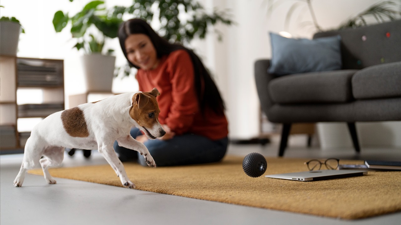 Apartamento pet friendly: 7 itens indispensáveis! 
