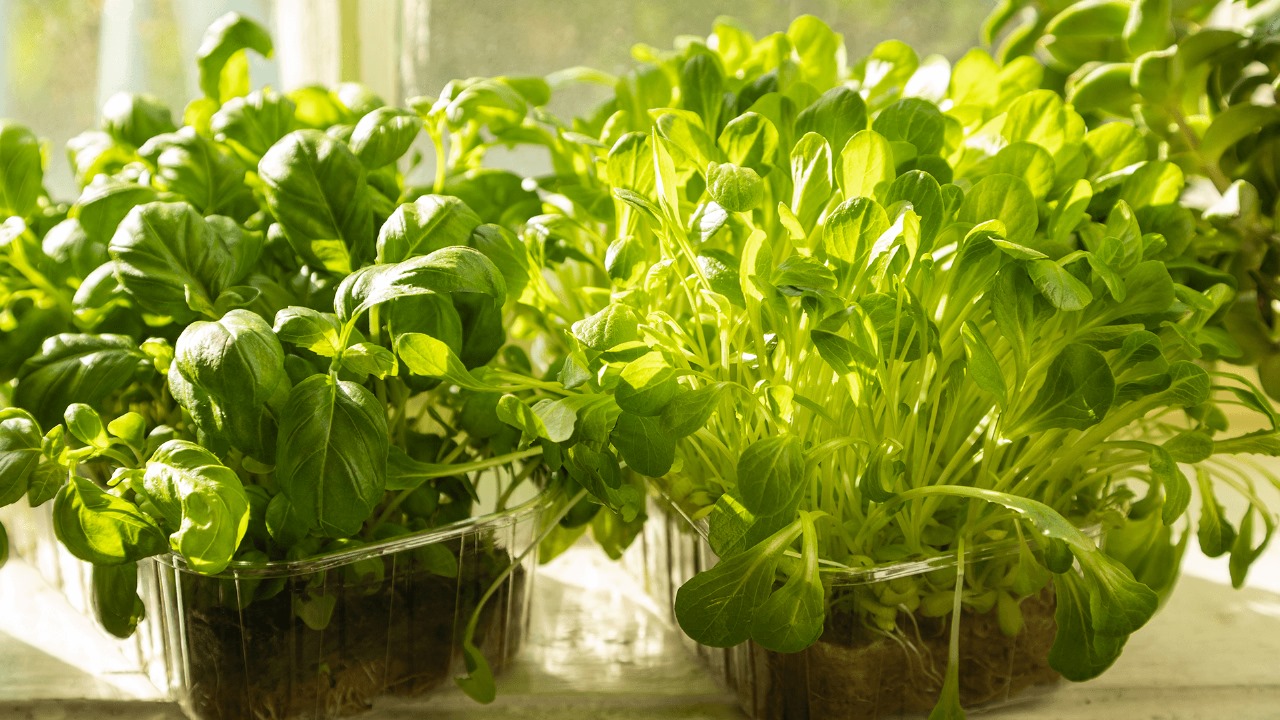 Microverdes: como ter horta em apartamento e cultivar alimentos nutritivos
