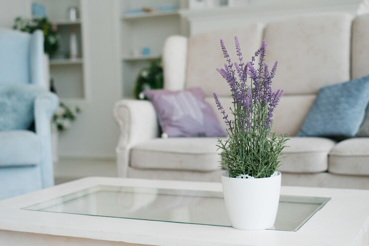 Como plantar lavanda: 6 dicas para cultivar em seu apartamento