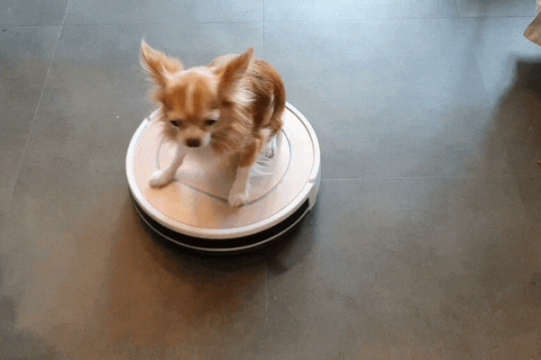 gif-dog
