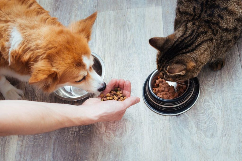 comidas-para-pets