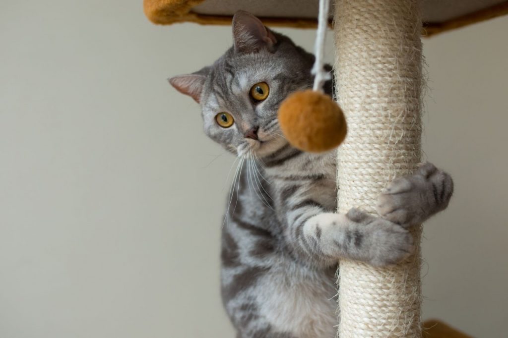 apartamento-pet-friendly-dicas