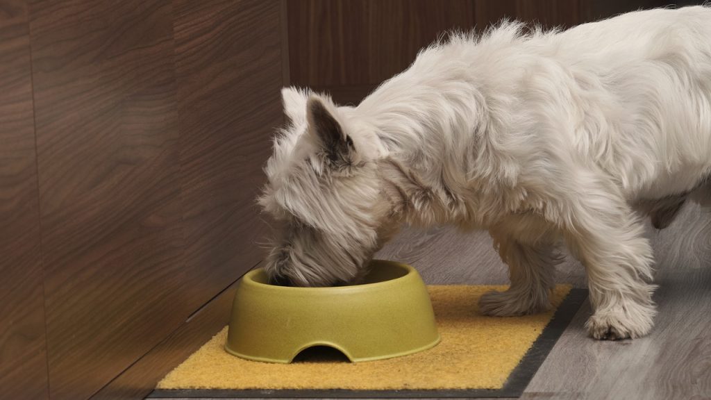 dog-comendo