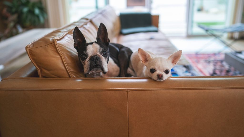 dogs-apartamento