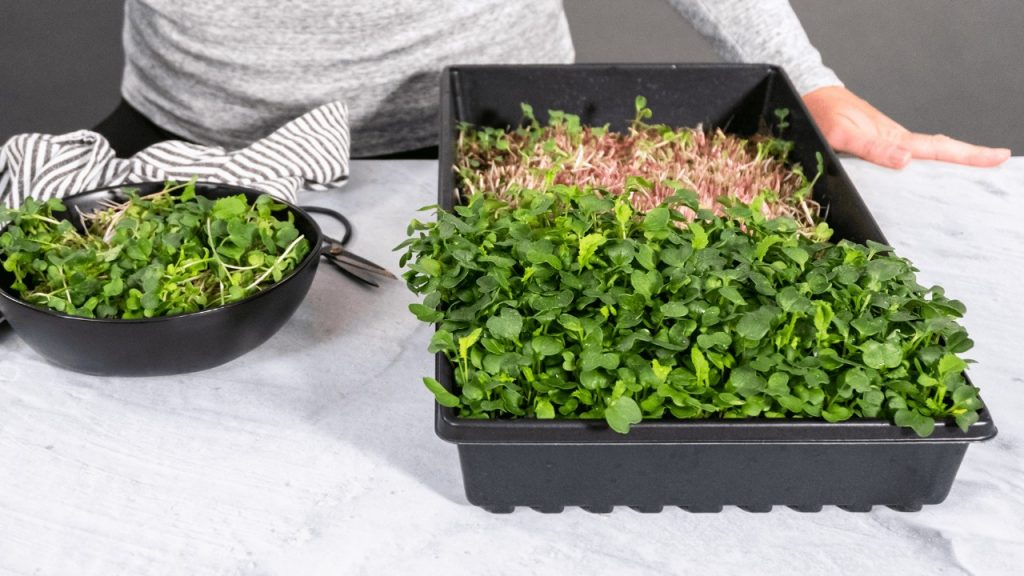 horta-micro-verde