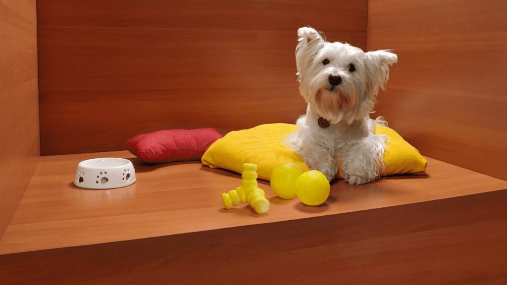 pet-dog