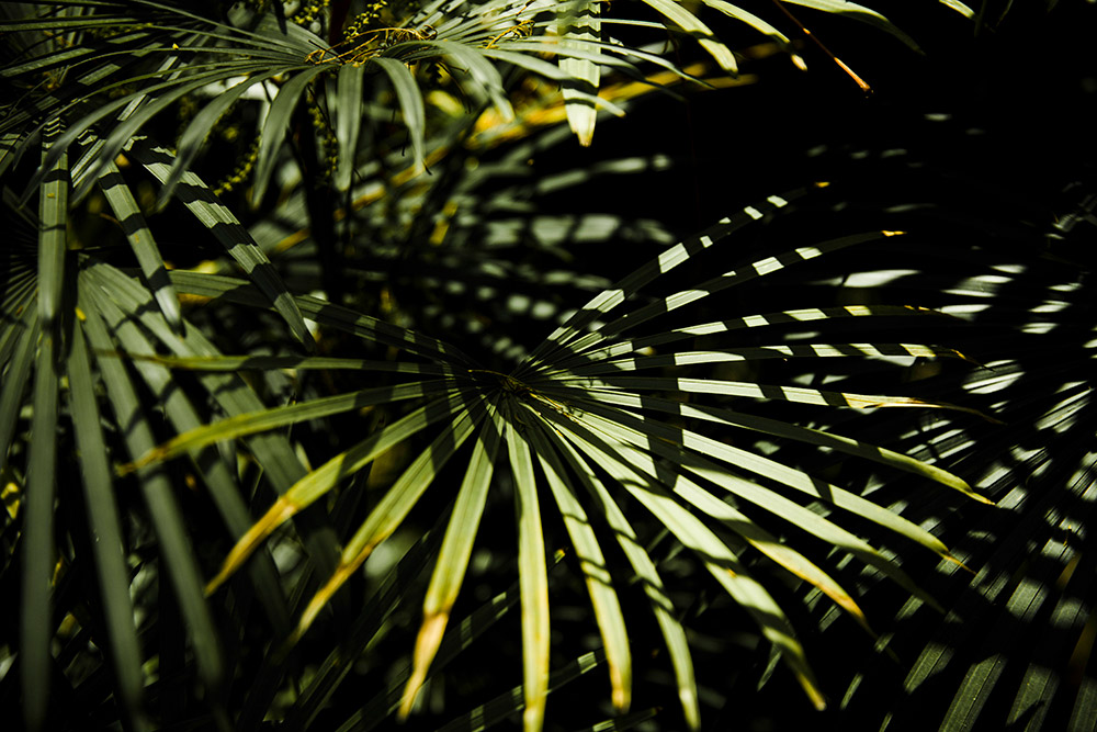 Areca-bambu não é tóxica para animais