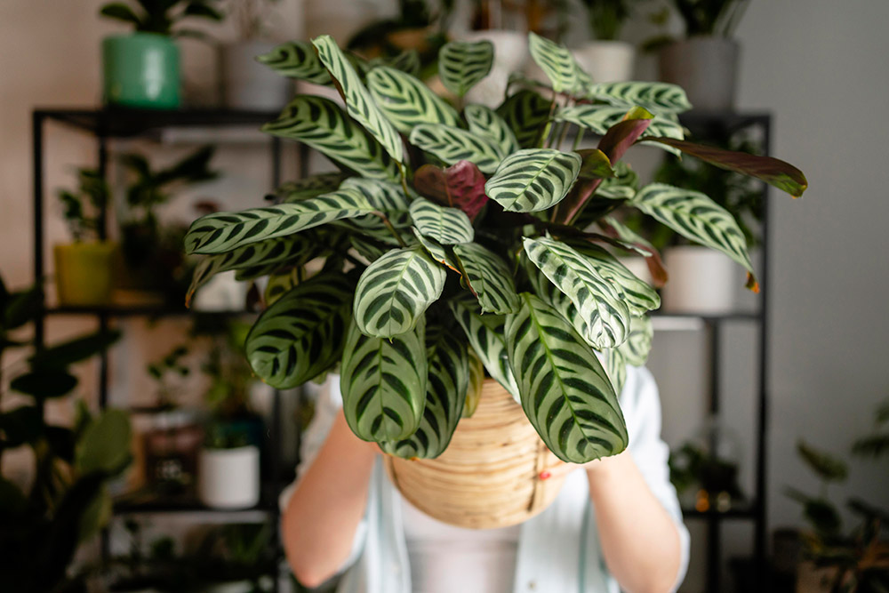 A calathea é uma excelente opção de decoração e planta para pets
