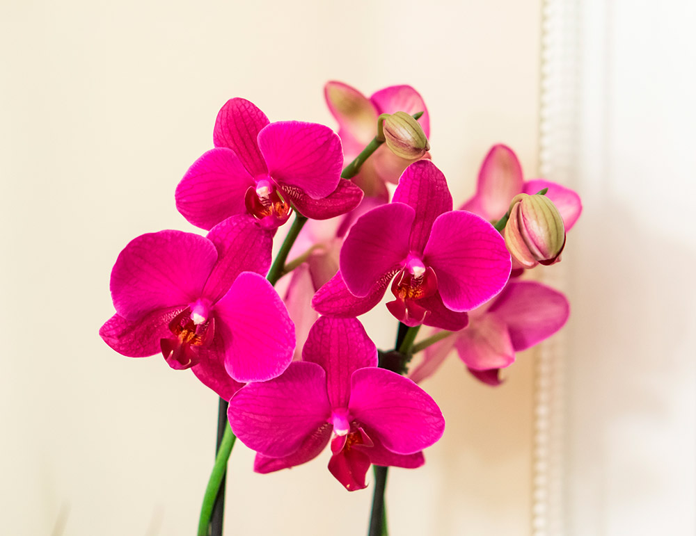 Orquídeas é um tipo de planta para pets