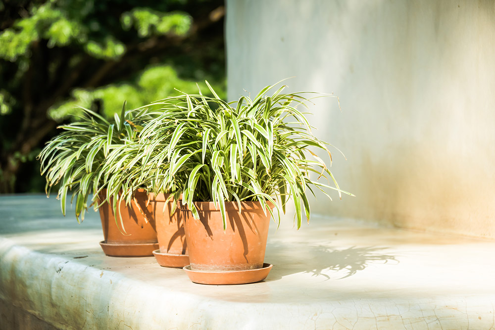 A planta aranha purifica o ar e é segura para os pets