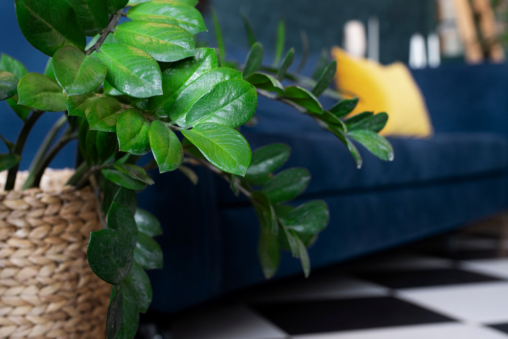Plantas de decoração